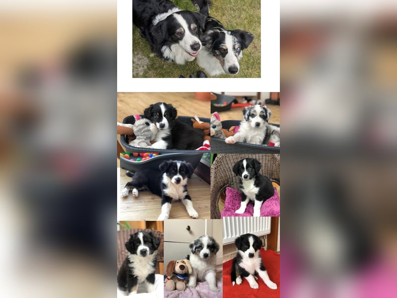 Australian Shepherd blue Merle mit einem blauen Auge