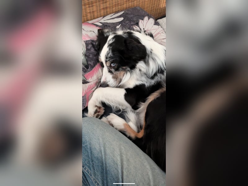Australian Shepherd blue Merle mit einem blauen Auge