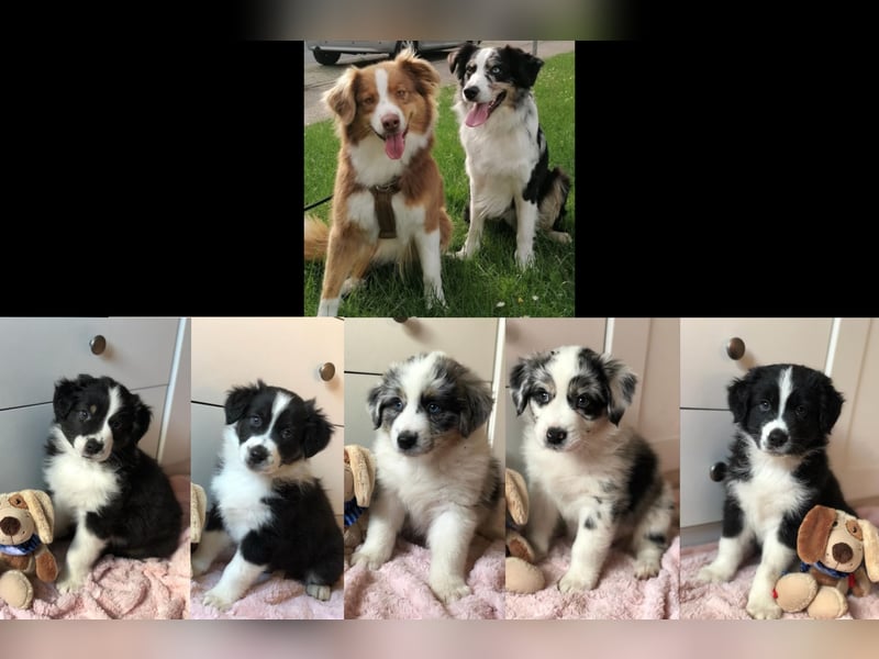 Australian Shepherd blue Merle mit einem blauen Auge