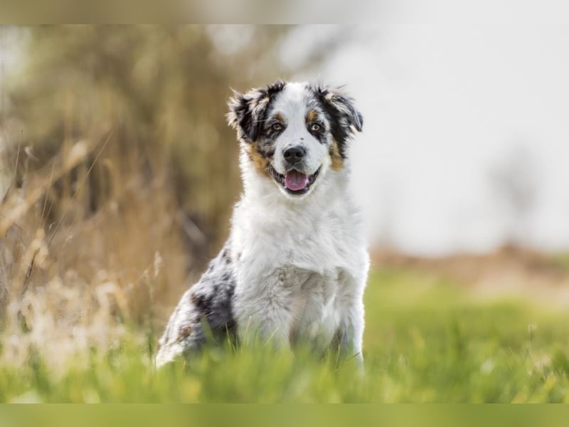 Traumhafte Australian Shepherd Welpen