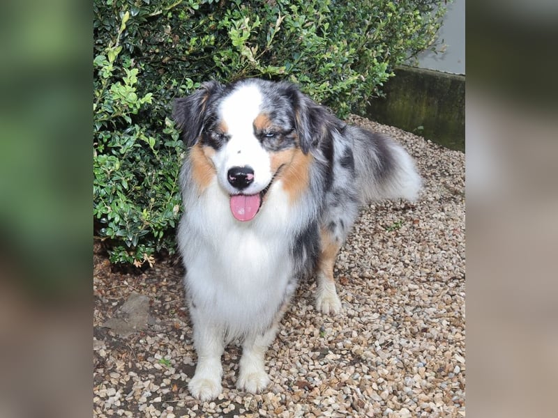 Australian Shepherd Deckrüde, ASCA, blue merle, ohne Gendefekte