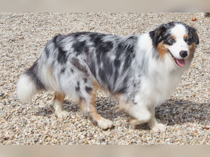 Australian Shepherd Deckrüde, ASCA, blue merle, ohne Gendefekte