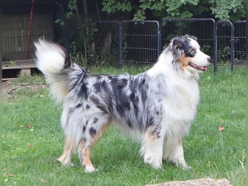 Australian Shepherd Deckrüde, ASCA, blue merle, ohne Gendefekte