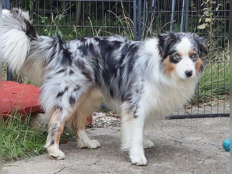 Australian Shepherd Deckrüde, ASCA, blue merle, ohne Gendefekte