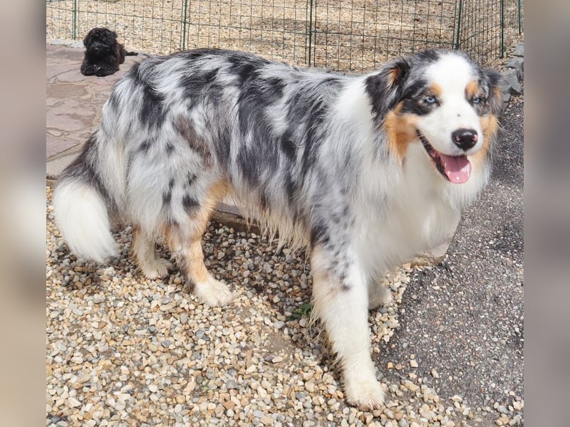 Australian Shepherd Deckrüde, ASCA, blue merle, ohne Gendefekte
