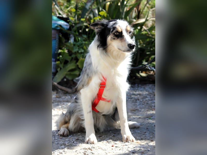 Percy sucht ein liebevolles Zuhause