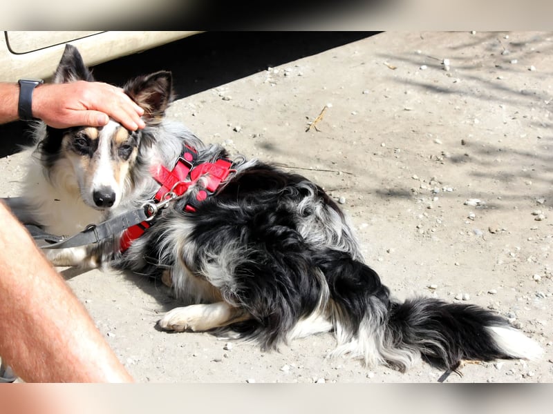 Percy sucht ein liebevolles Zuhause