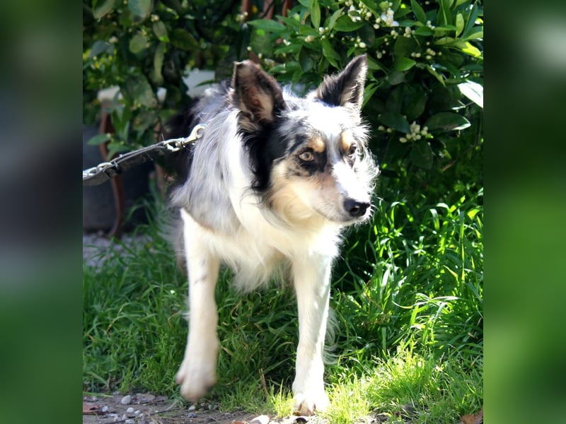 Percy sucht ein liebevolles Zuhause