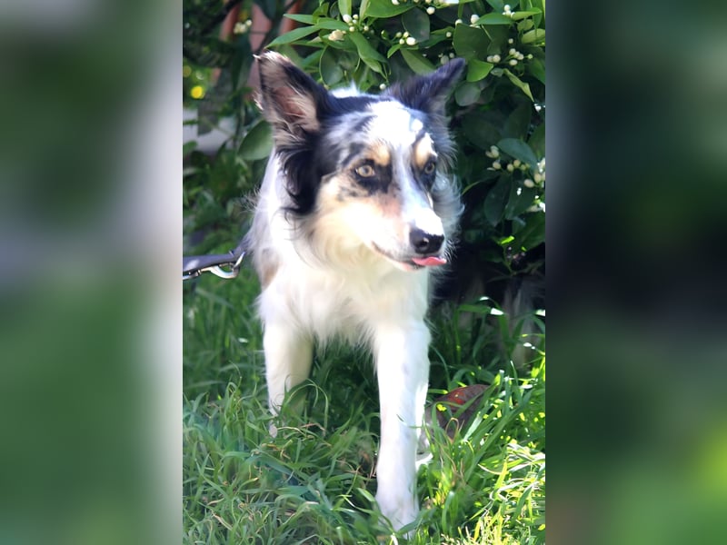 Percy sucht ein liebevolles Zuhause