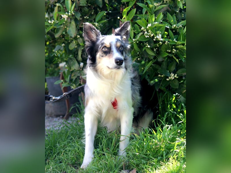 Percy sucht ein liebevolles Zuhause