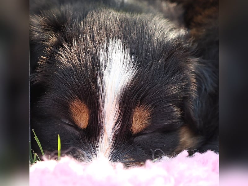 Australian Shepherd Welpen