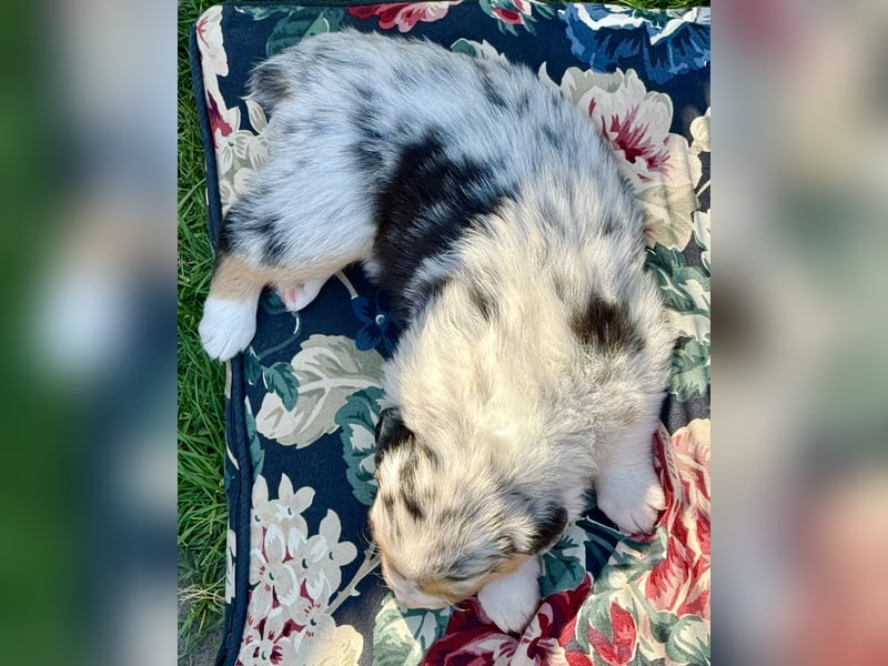 Australian Shepherd Welpen