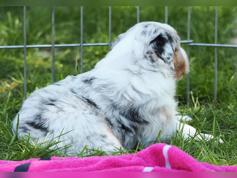 Australian Shepherd Welpen