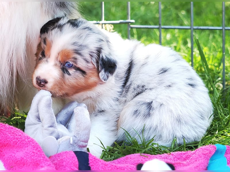 Australian Shepherd Welpen