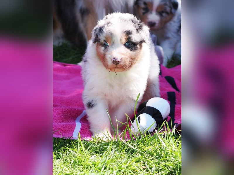 Australian Shepherd Welpen