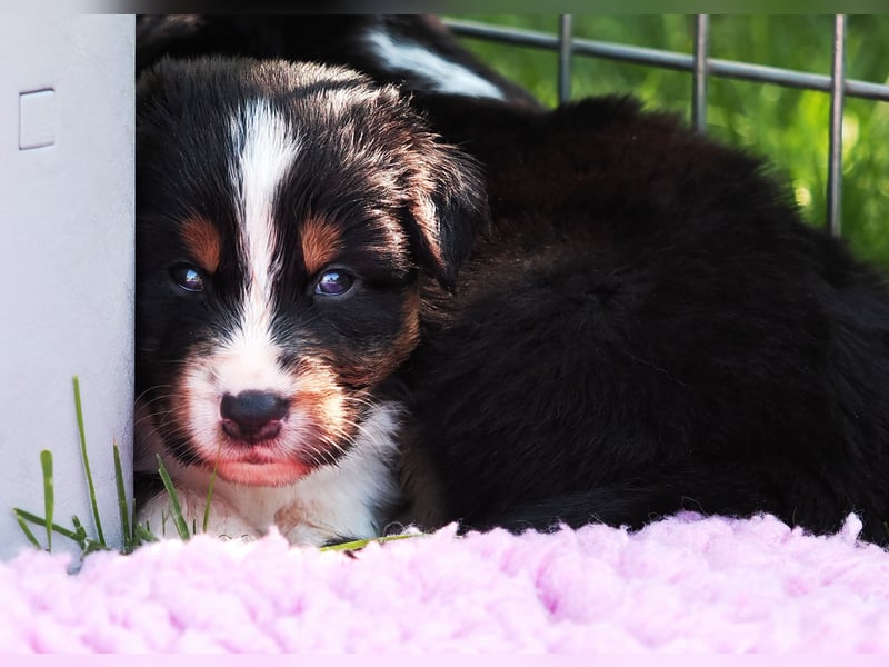 Australian Shepherd Welpen