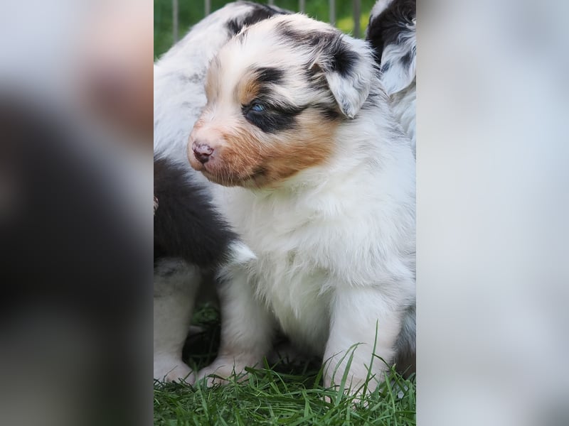 Australian Shepherd Welpen