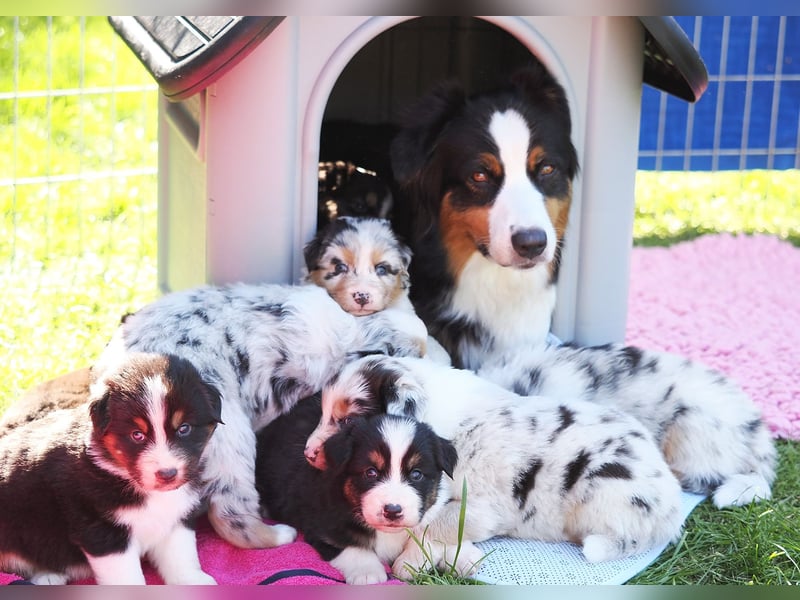 Australian Shepherd Welpen