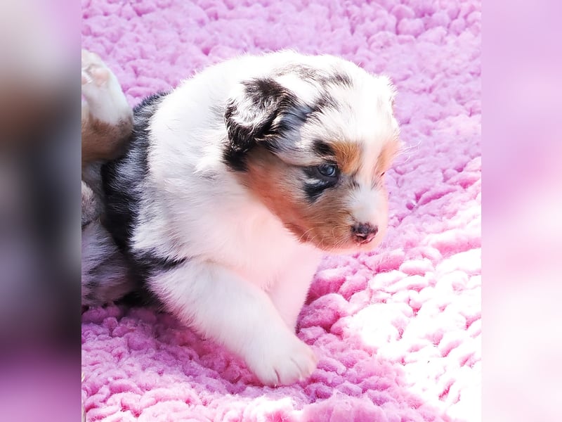 Australian Shepherd Welpen