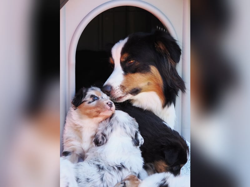 Australian Shepherd Welpen
