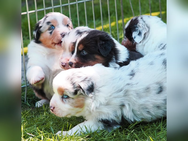Australian Shepherd Welpen