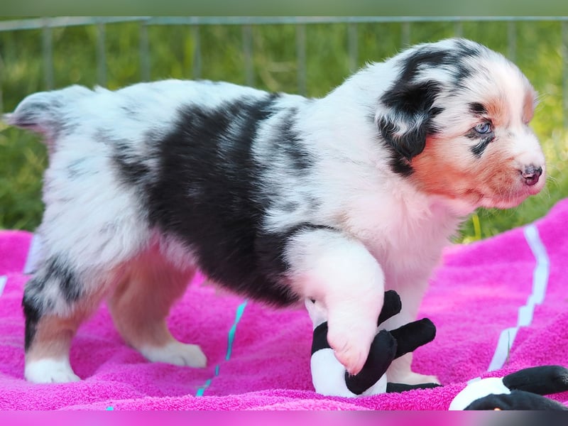 Australian Shepherd Welpen