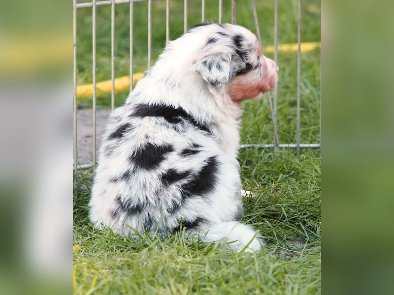 Australian Shepherd Welpen