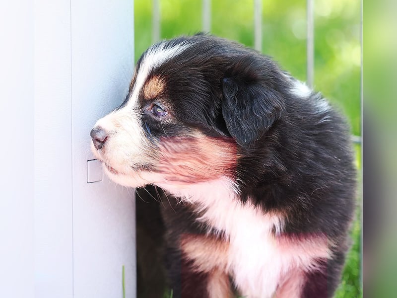 Australian Shepherd Welpen