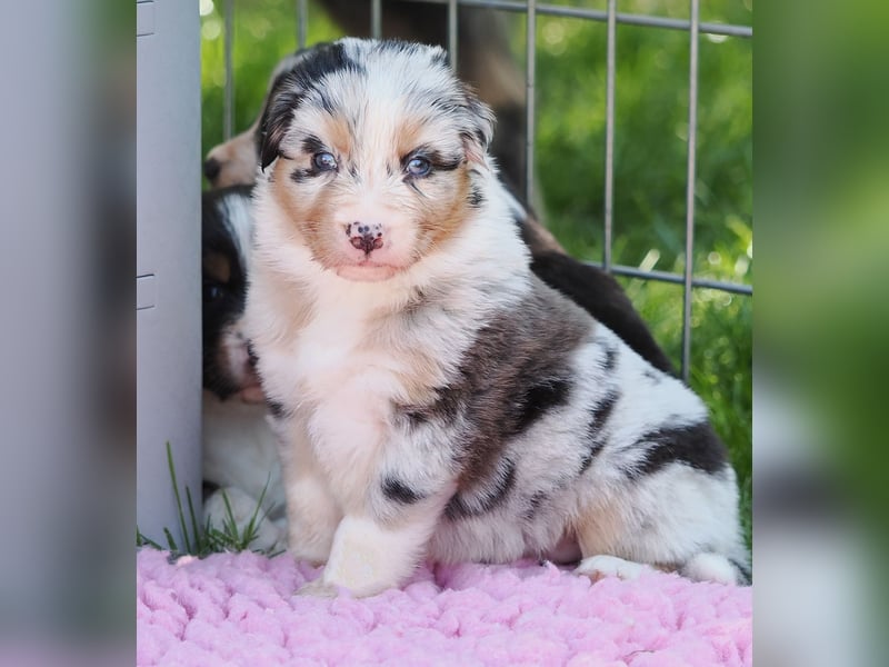Australian Shepherd Welpen