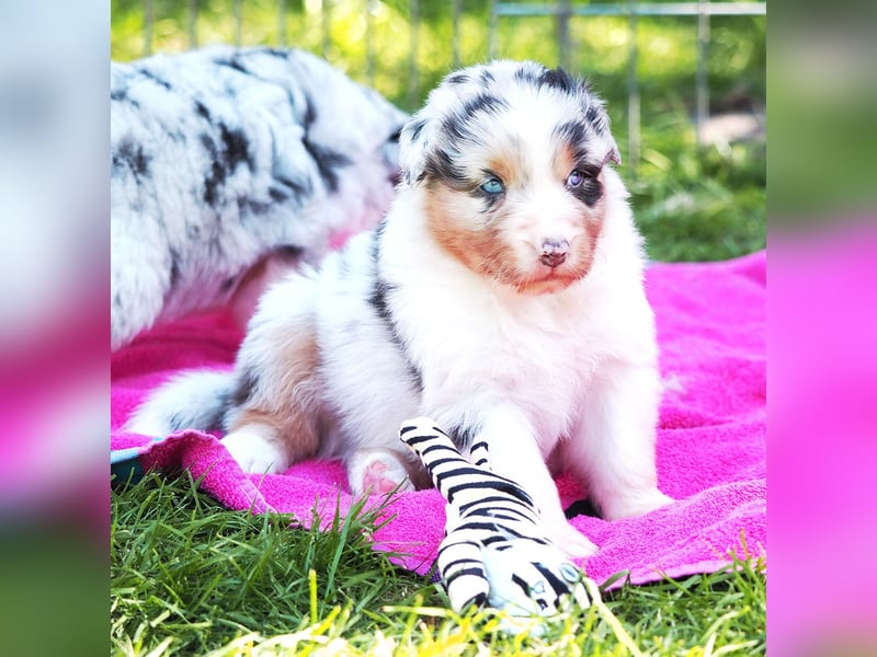 Australian Shepherd Welpen