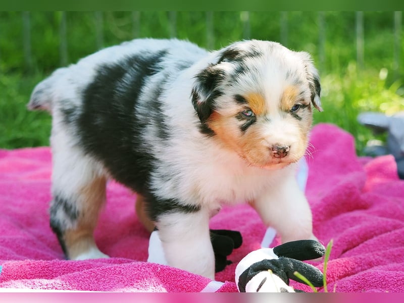 Australian Shepherd Welpen