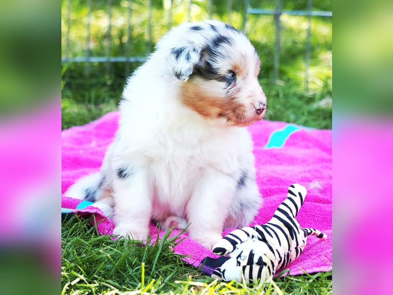 Australian Shepherd Welpen