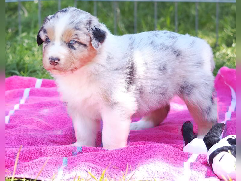 Australian Shepherd Welpen