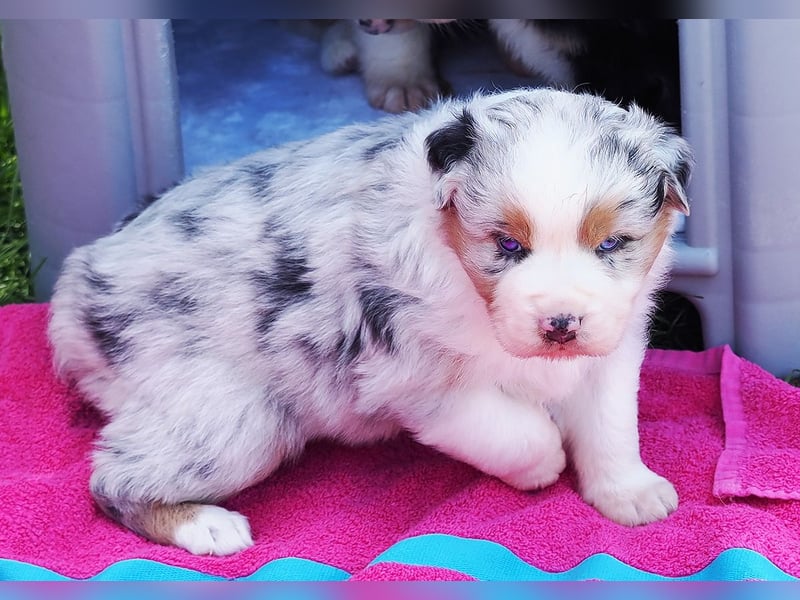 Australian Shepherd Welpen