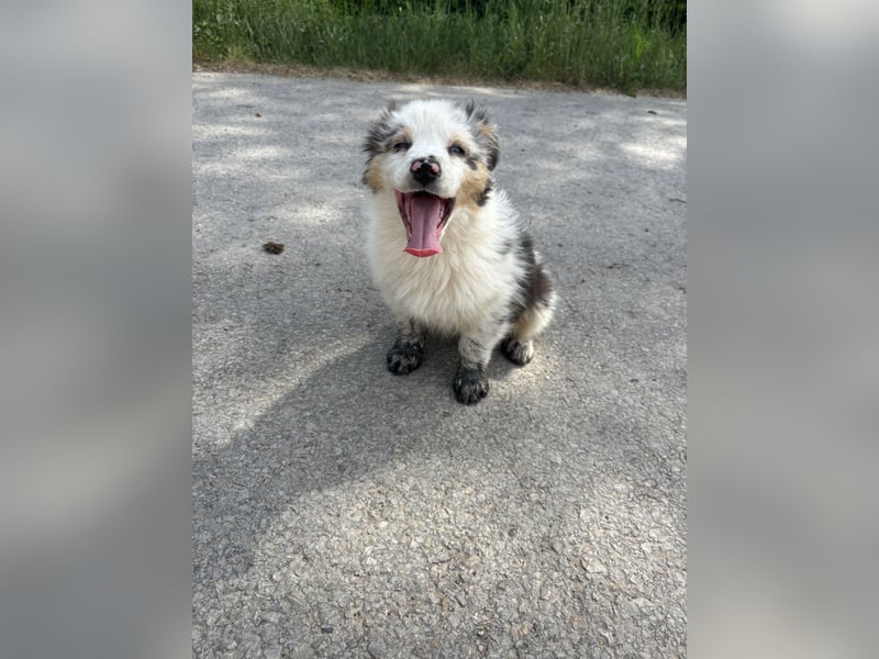 Australian Shepherd Welpe Bluey 