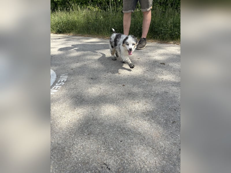 Australian Shepherd Welpe Bluey 