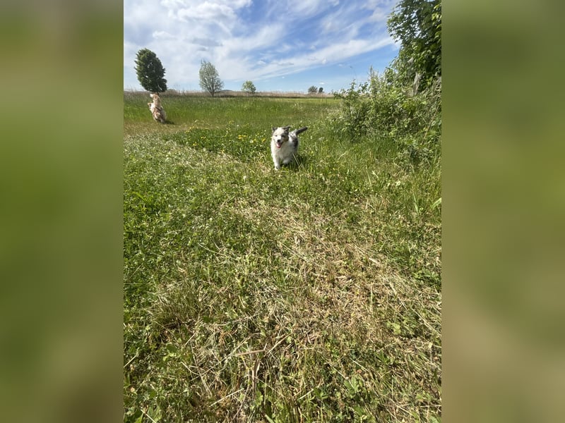 Australian Shepherd Welpe Bluey 