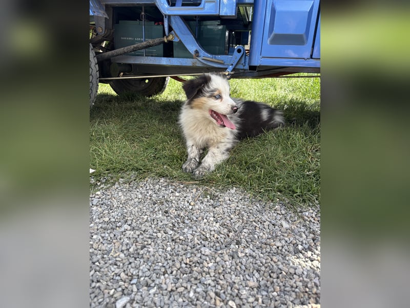 Australian Shepherd Welpe Bluey 