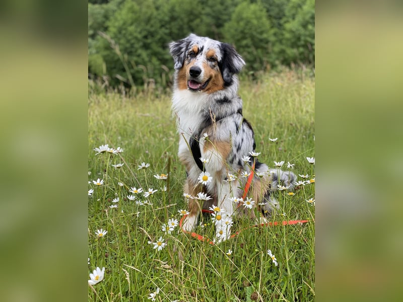 Australian Shepherd Rüde