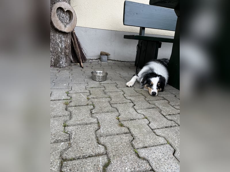 Australian Shepherd abzugeben
