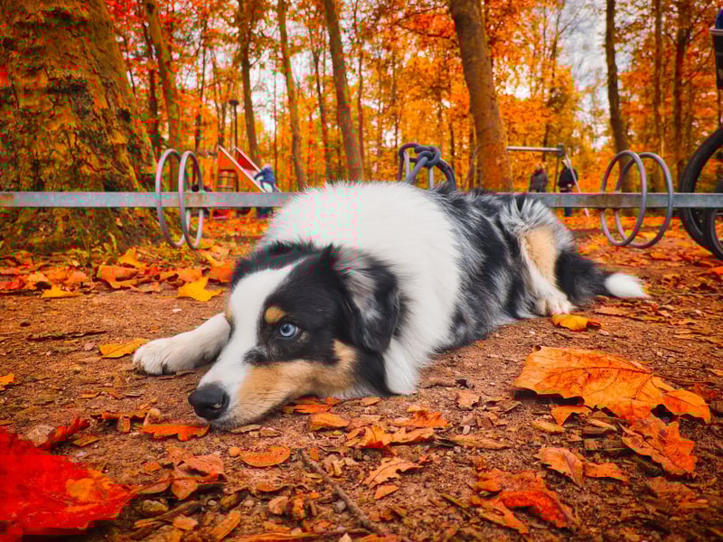 Australian Shepherd abzugeben