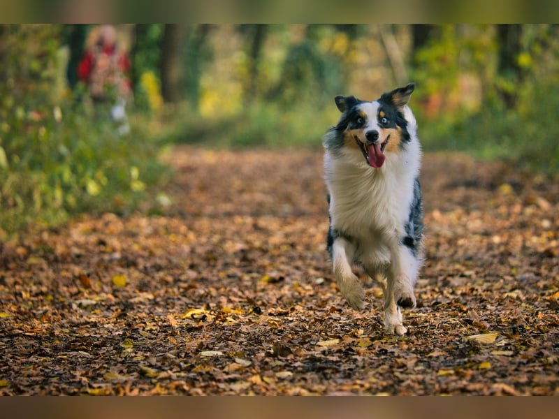 Australian Shepherd abzugeben