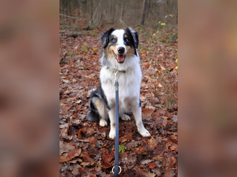 Australian Shepherd abzugeben
