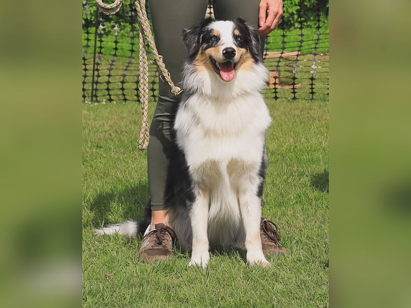 Australian Shepherd abzugeben