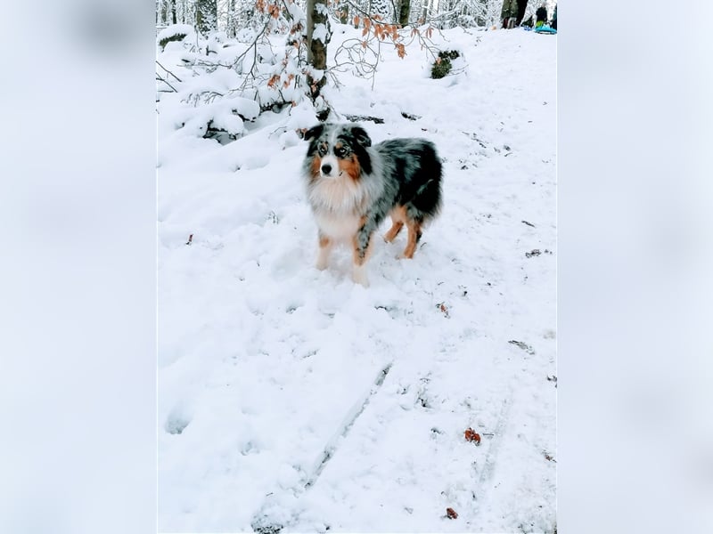 Australian Shepherd Deckrüde blue merle mit Papieren und Auszeichnungen