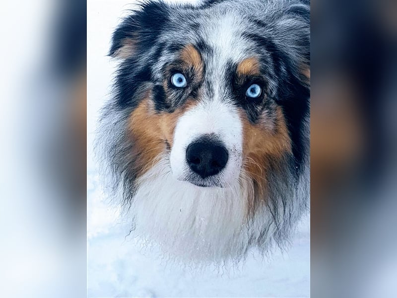Australian Shepherd Deckrüde blue merle mit Papieren und Auszeichnungen