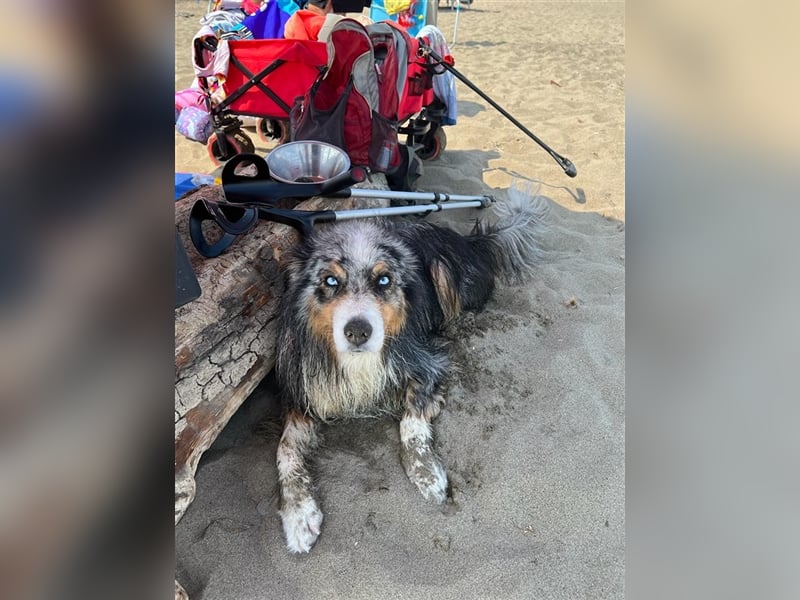 Australian Shepherd Deckrüde blue merle mit Papieren und Auszeichnungen