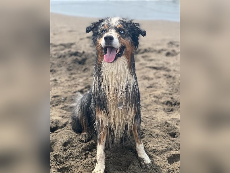 Australian Shepherd Deckrüde blue merle mit Papieren und Auszeichnungen