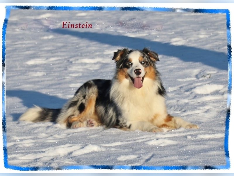 Australian Shepherd Rüde, 4 J., ASCA - Platzierungsstelle gesucht