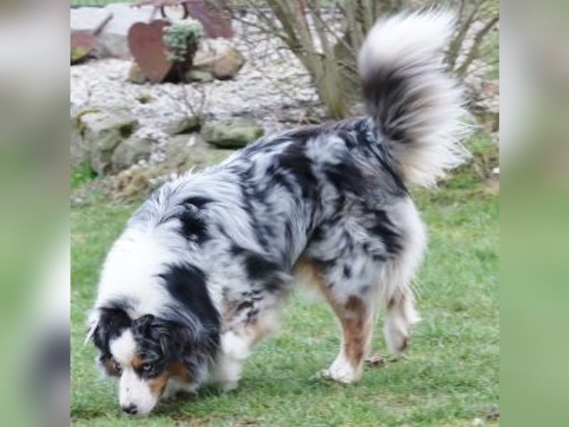Australian Shepherd Rüde, 4 J., ASCA - Platzierungsstelle gesucht